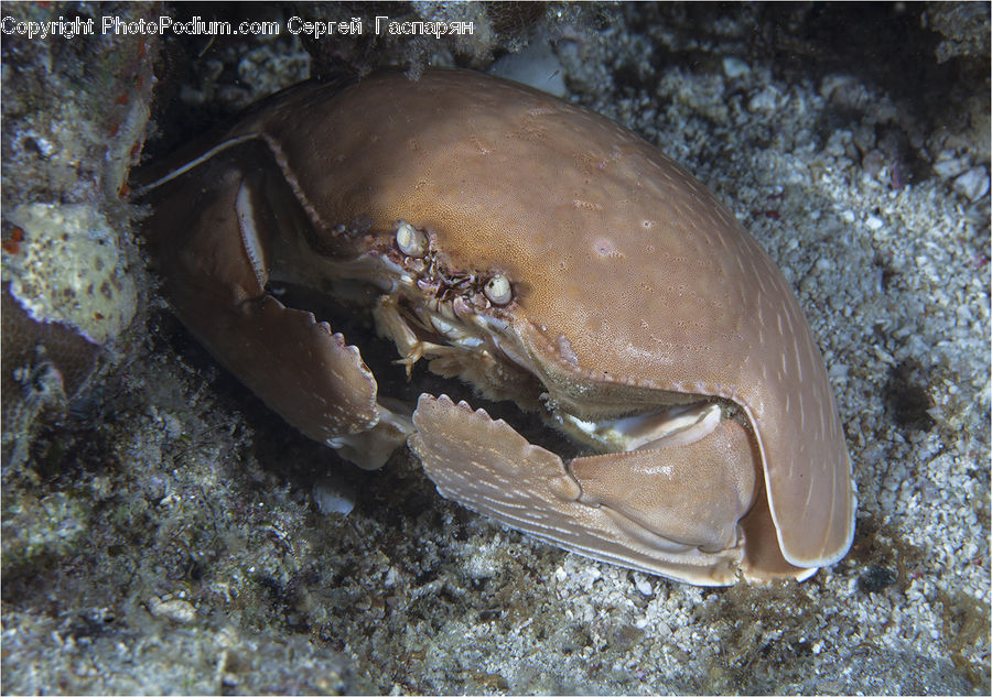 Crab, Invertebrate, Sea Life, Seafood