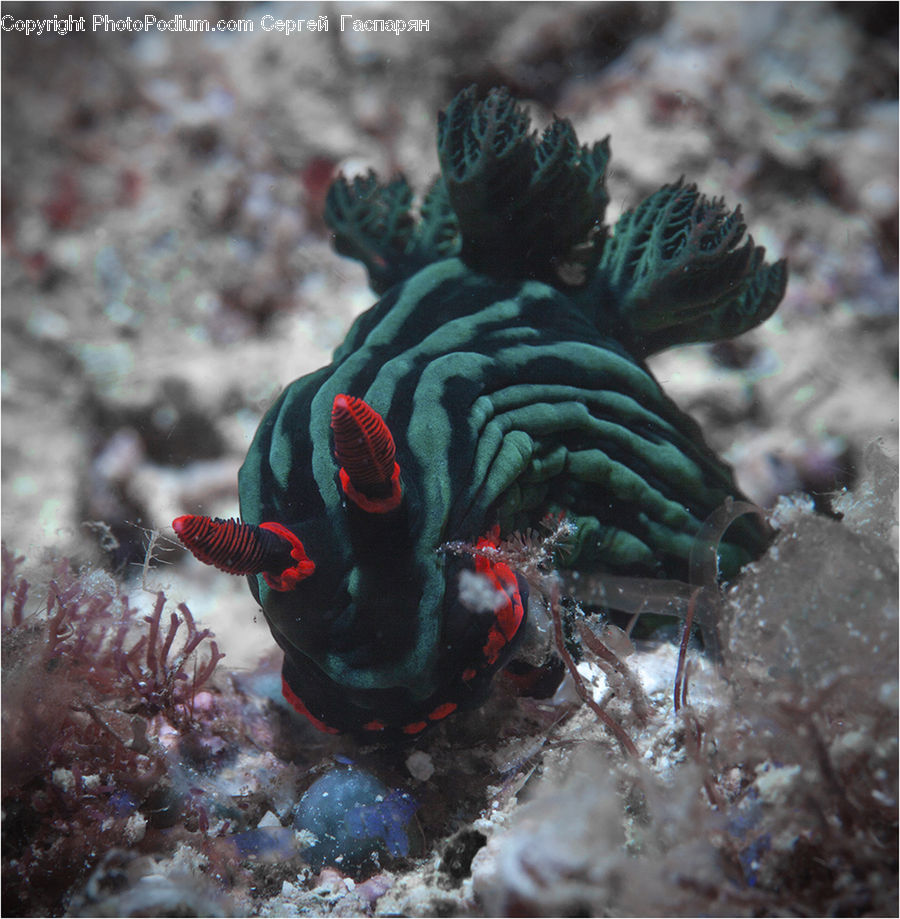 Coral Reef, Outdoors, Reef, Sea, Sea Life, Water, Conifer