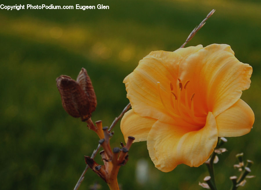 Flora, Flower, Gladiolus, Plant, Hibiscus, Poppy, Bird