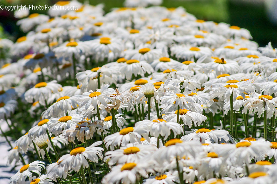 Blossom, Daffodil, Flora, Flower, Plant, Crocus, Daisies