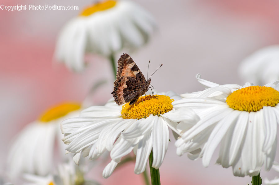 Cosmos, Daisies, Daisy, Flower, Plant, Bee, Insect