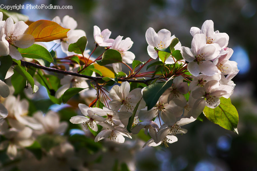 Blossom, Flora, Flower, Plant, Cherry Blossom, Lilac