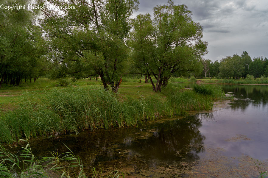 Outdoors, Pond, Water, Field, Grass, Grassland, Plant