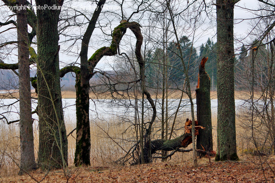 Plant, Tree, Birch, Wood, Forest, Grove, Land