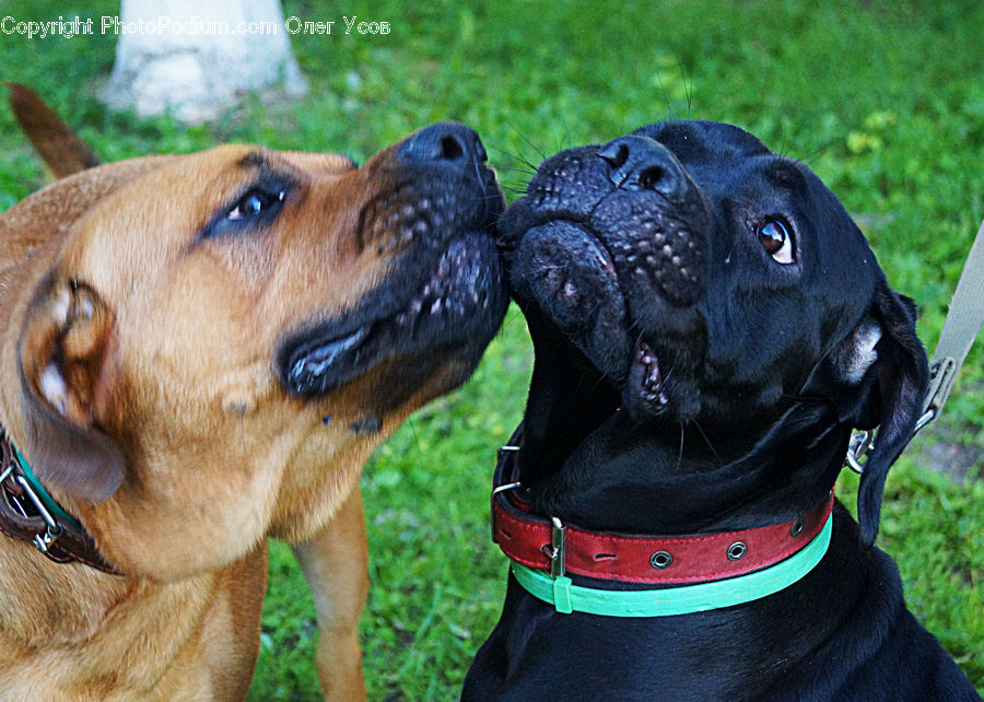 Animal, Canine, Dog, Labrador Retriever, Mammal, Pet, Boxer