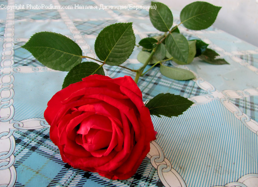 Herbs, Mint, Plant, Leaf, Blossom, Flower, Rose