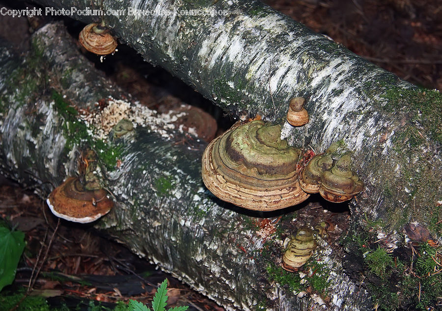 Agaric, Amanita, Fungus, Mushroom, Plant, Rust, Box Turtle