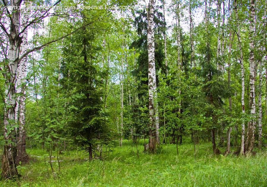 Birch, Tree, Wood, Forest, Vegetation, Grove, Land