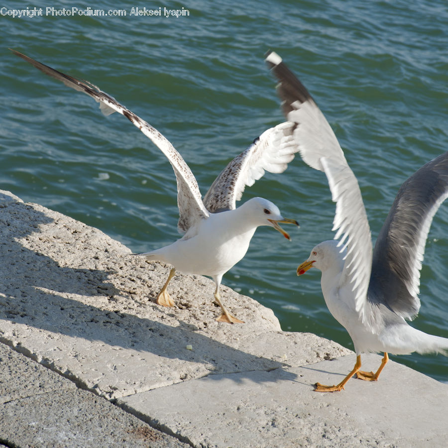 Bird, Seagull, Booby, Goose, Waterfowl, Beak