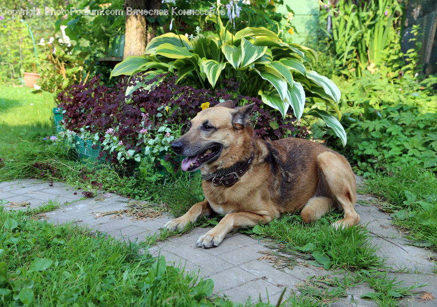 Animal, Canine, Dog, German Shepherd, Mammal, Pet, Golden Retriever