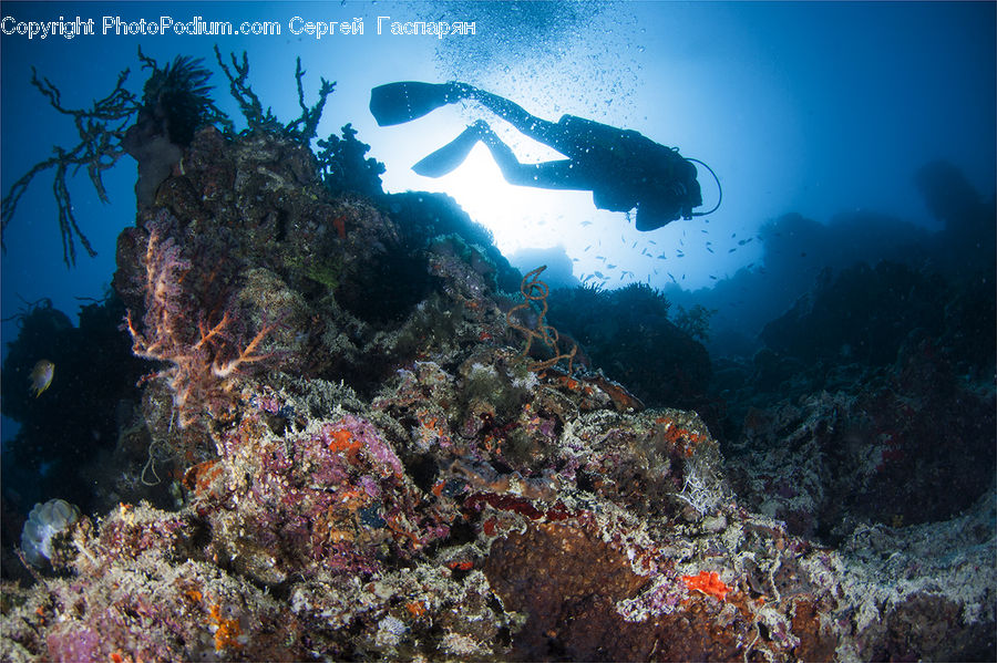 Coral Reef, Outdoors, Reef, Sea, Sea Life, Water