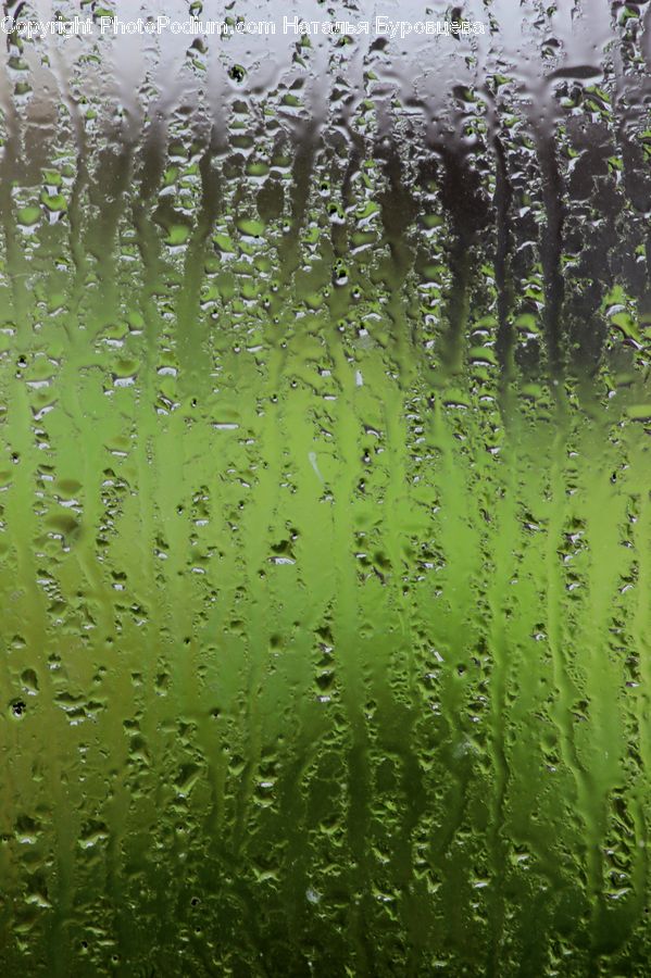 Ivy, Plant, Vine, Field, Grass, Grassland, Algae