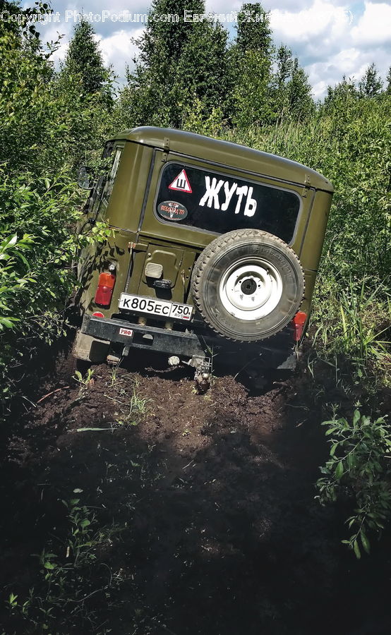 Car, Jeep, Vehicle, Offroad, Conifer, Fir, Plant