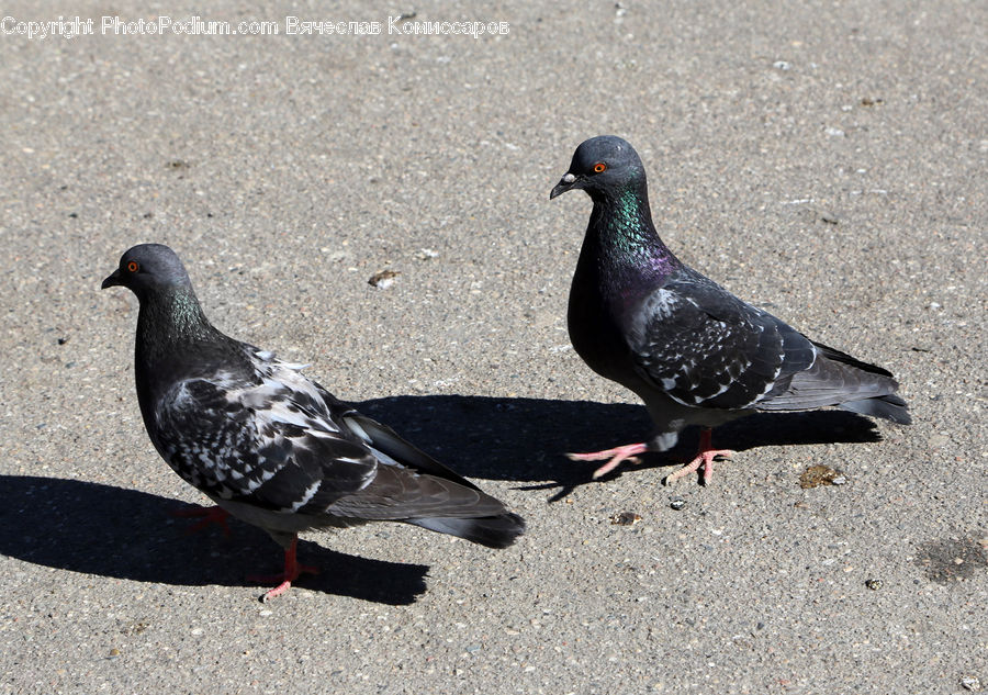 Bird, Pigeon, Dove