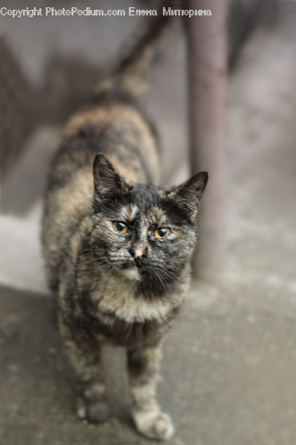 Animal, Cat, Mammal, Manx, Pet, Kitten