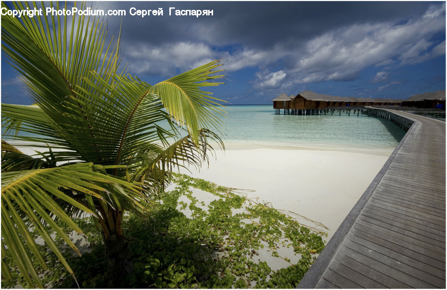 Arecaceae, Palm Tree, Plant, Tree, Beach, Coast, Outdoors