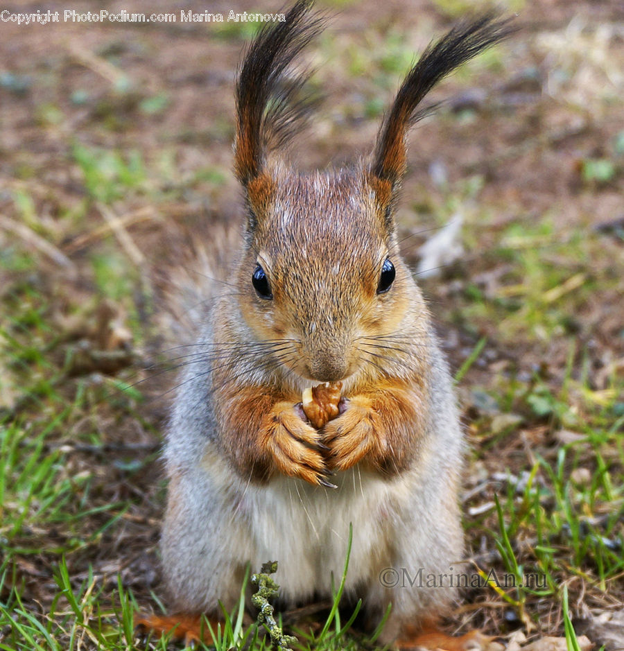 Animal, Mammal, Rodent, Squirrel, Field, Grass, Grassland