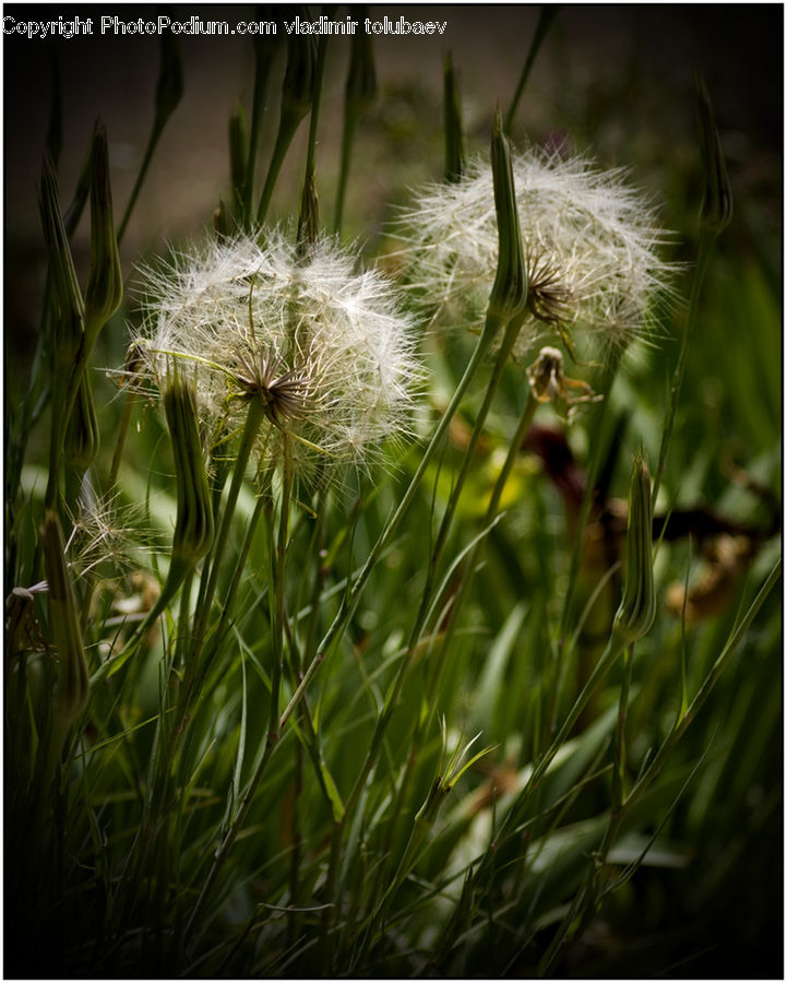 Dandelion, Flower, Plant, Blossom, Flora, Field, Grass