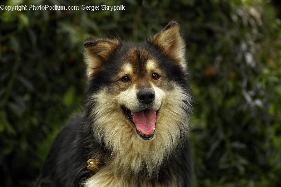 Animal, Canine, Collie, Dog, Mammal, Pet, Fox