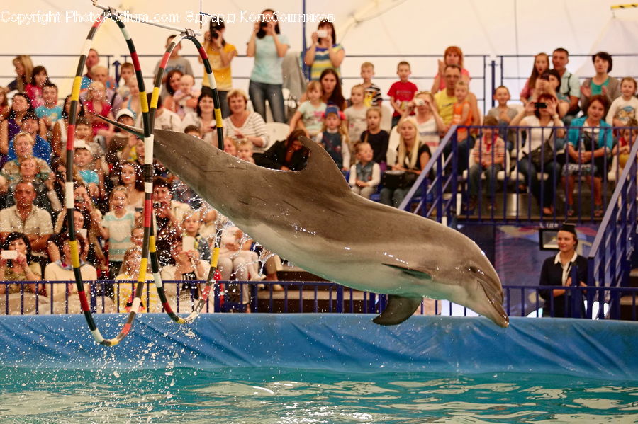 People, Person, Human, Animal, Dolphin, Fish, Sea Life