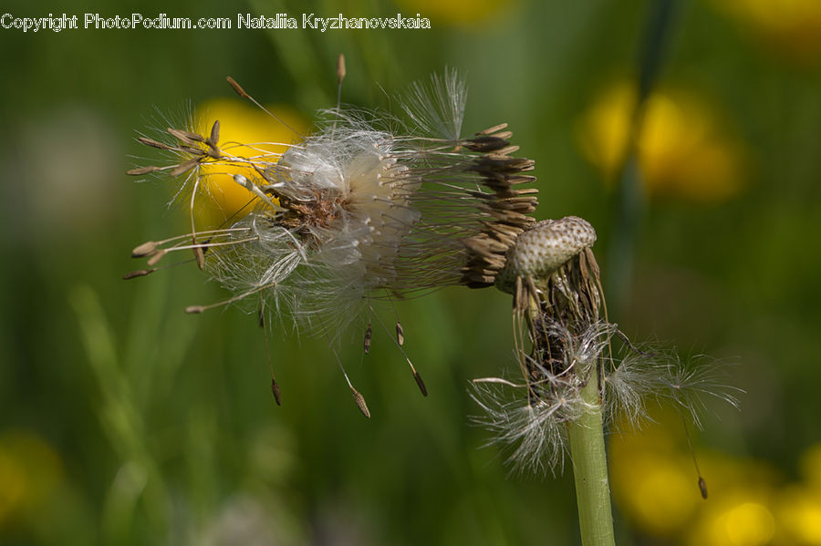 Dandelion, Flower, Plant, Dill, Grain, Seed, Flora