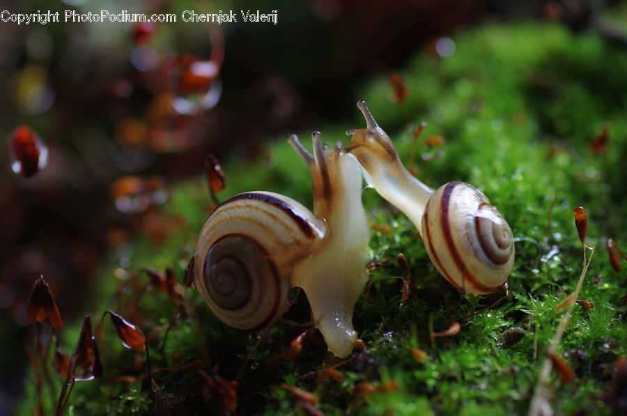 Moss, Plant, Invertebrate, Snail, Acorn, Seed, Agaric