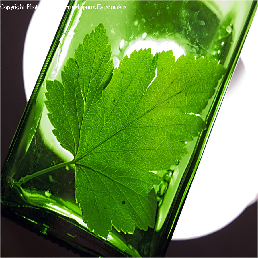 Beverage, Cocktail, Mint, Mojito, Leaf, Plant, Blossom
