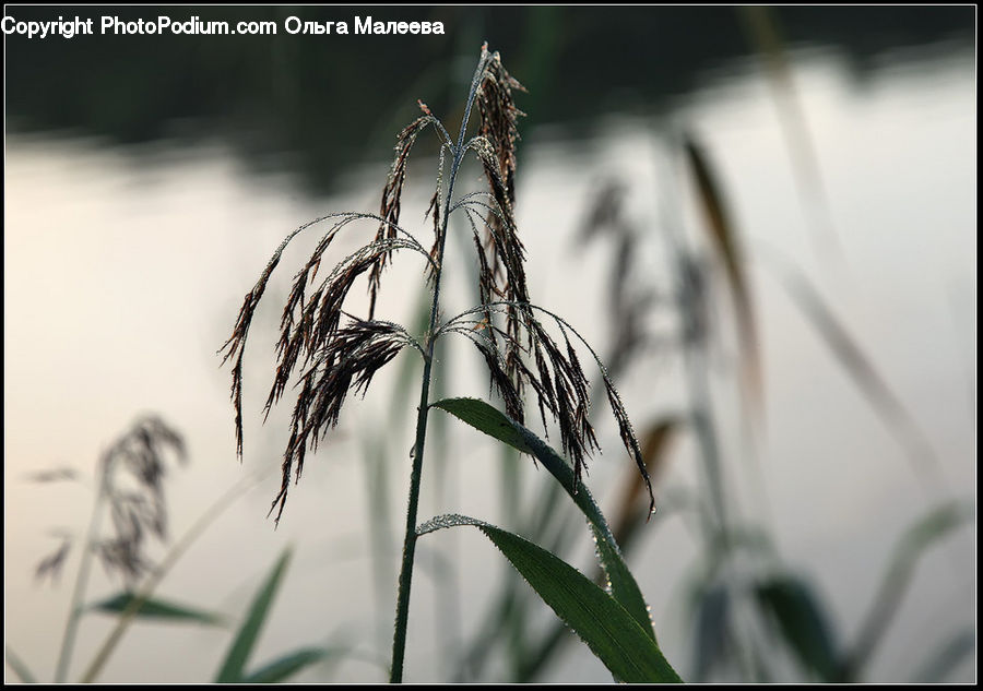 Grass, Plant, Reed, Field, Grassland, Head, Portrait