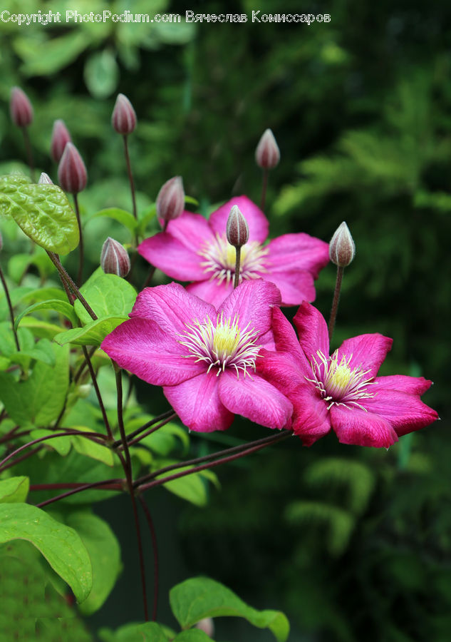 Blossom, Flora, Flower, Geranium, Plant, Dahlia