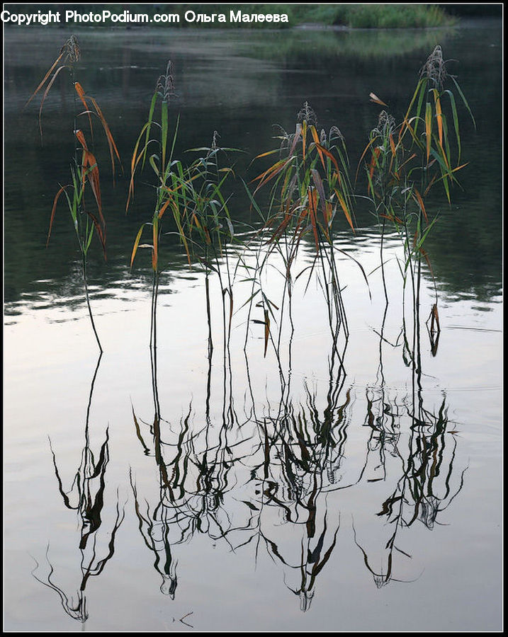 Grass, Plant, Reed, Tree, Drawing, Sketch, Field