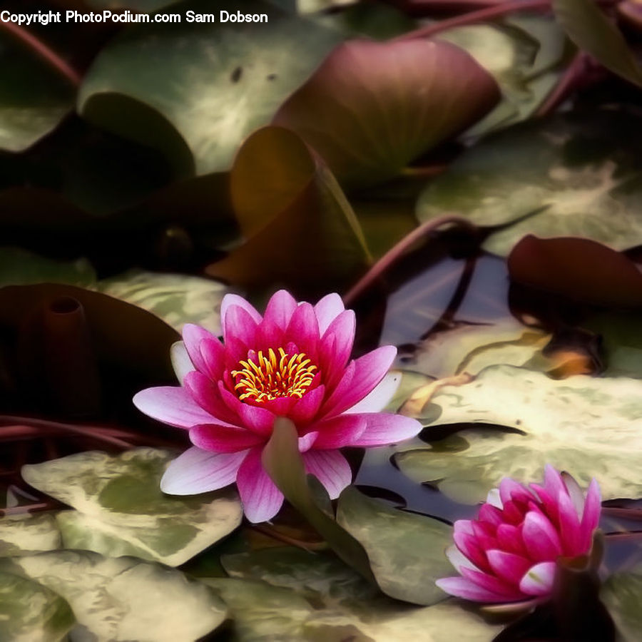 Blossom, Flora, Flower, Petal, Plant, Lily, Pond Lily