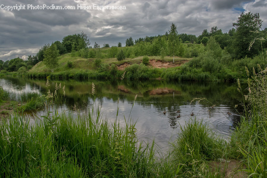 Outdoors, Pond, Water, Land, Marsh, Swamp, Field