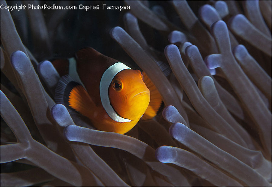 Invertebrate, Sea Anemone, Sea Life, Amphiprion, Fish, Coral Reef, Outdoors
