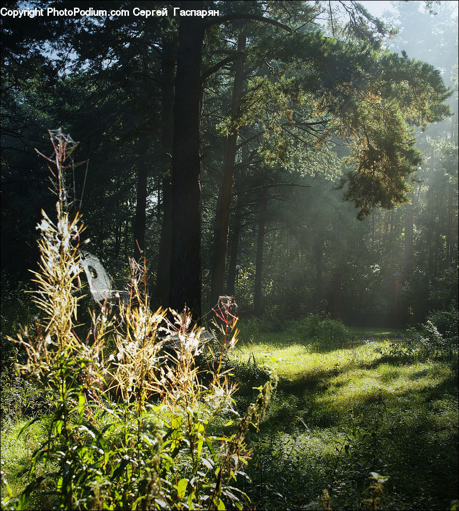 Conifer, Fir, Plant, Tree, Forest, Vegetation, Field