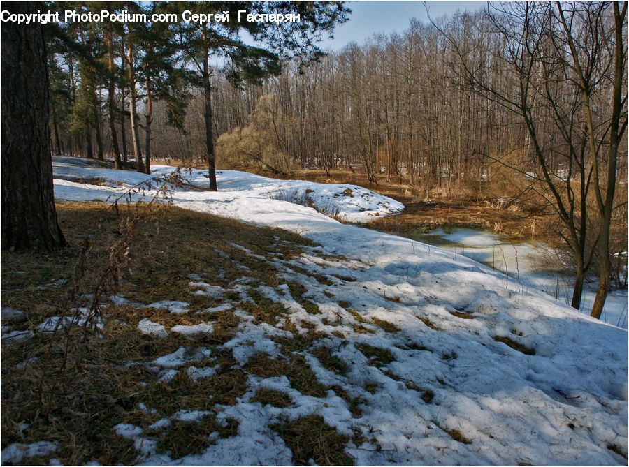 Forest, Vegetation, Grove, Land, Fir, Outdoors, Landscape