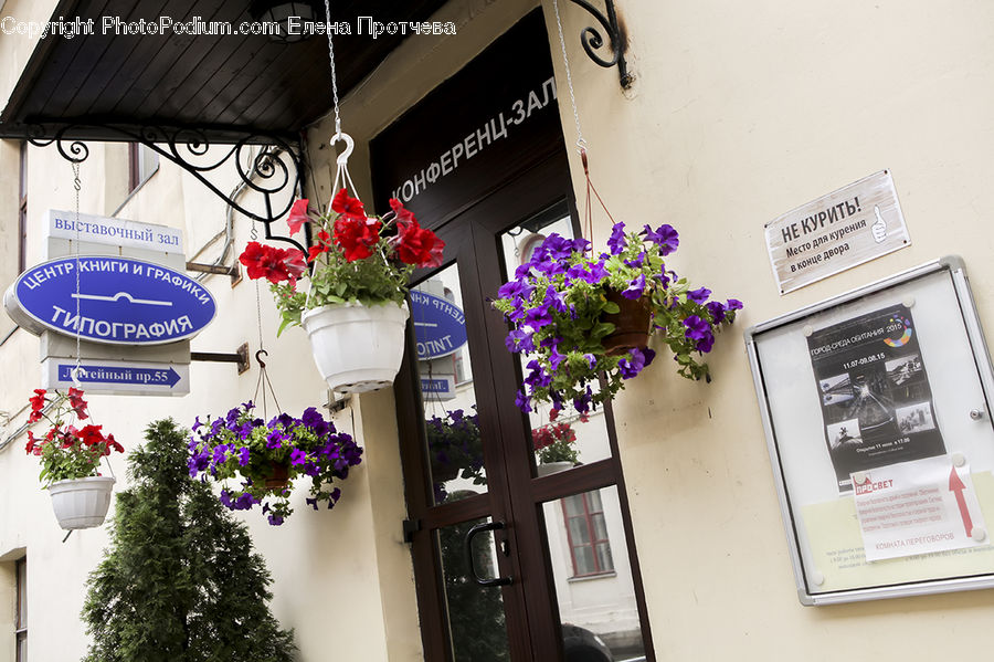 Plant, Potted Plant, Paper, Blossom, Flora, Flower, Geranium