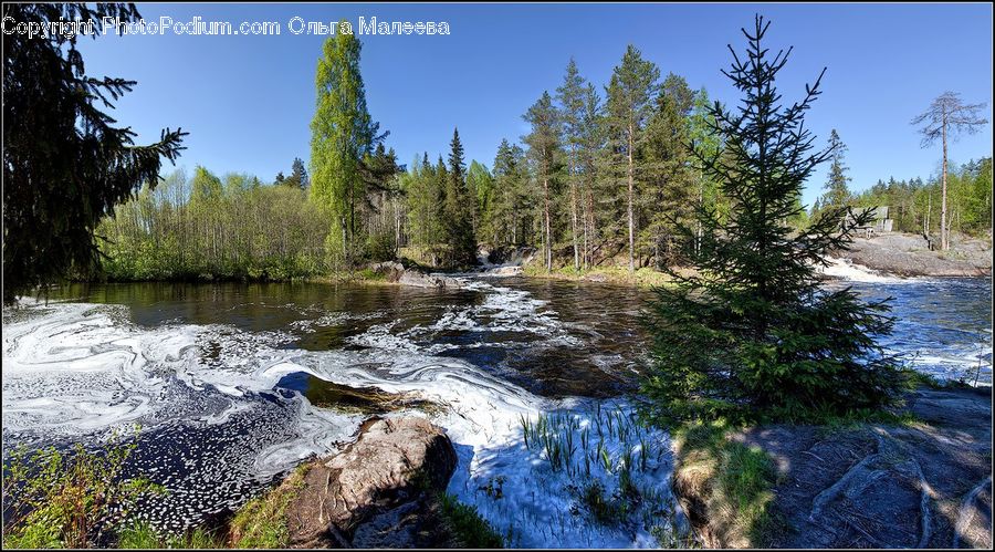 Conifer, Larch, Tree, Wood, Fir, Plant, Creek