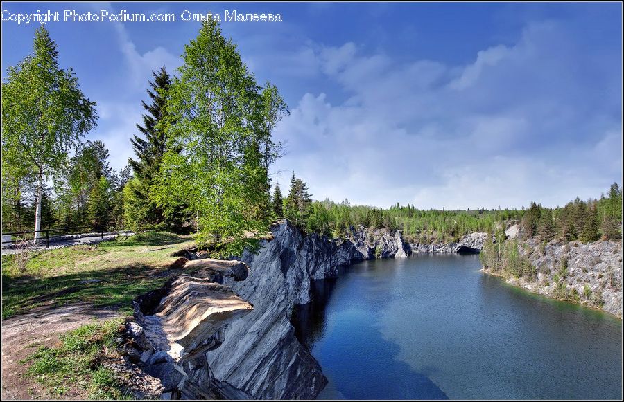 Conifer, Fir, Pine, Plant, Spruce, Tree, Larch