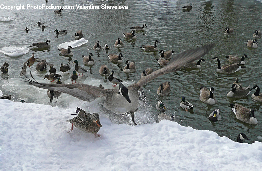 Bird, Goose, Waterfowl, Duck, Teal, Cormorant, Partridge