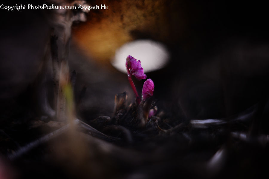People, Person, Human, Bud, Plant, Flora, Pollen