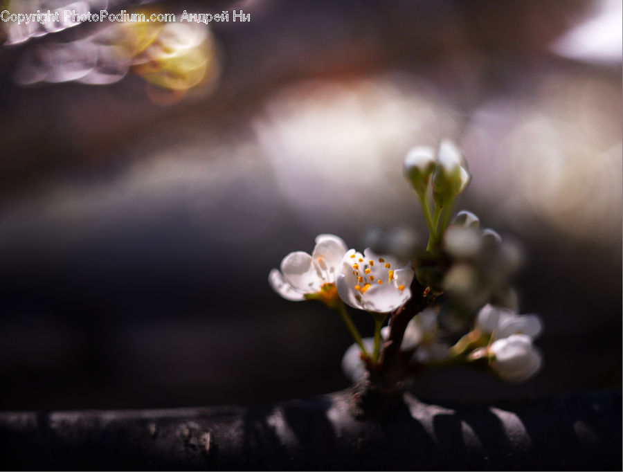 Blossom, Flora, Flower, Plant, Cherry Blossom, Bud, Flower Arrangement