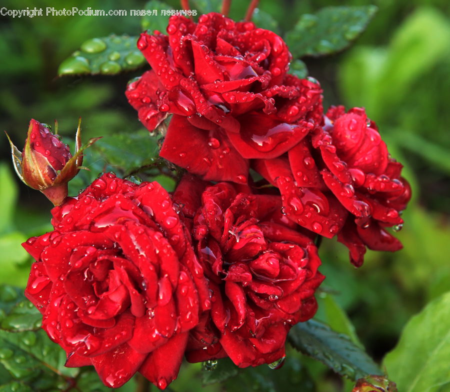 Bud, Plant, Blossom, Carnation, Flower, Flora, Geranium