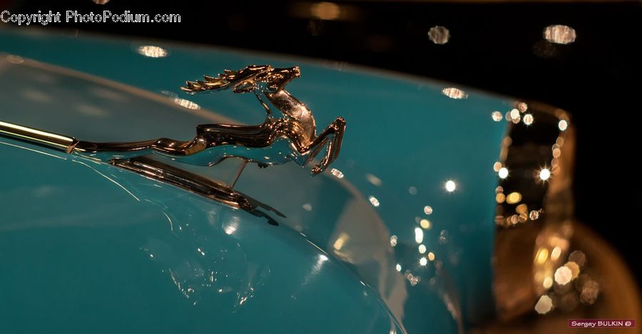 Amphibian, Frog, Wildlife, Lighting