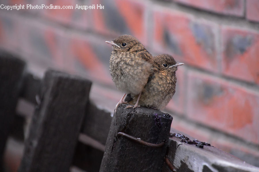 Bird, Wren, Blackbird, Rust, Swallow