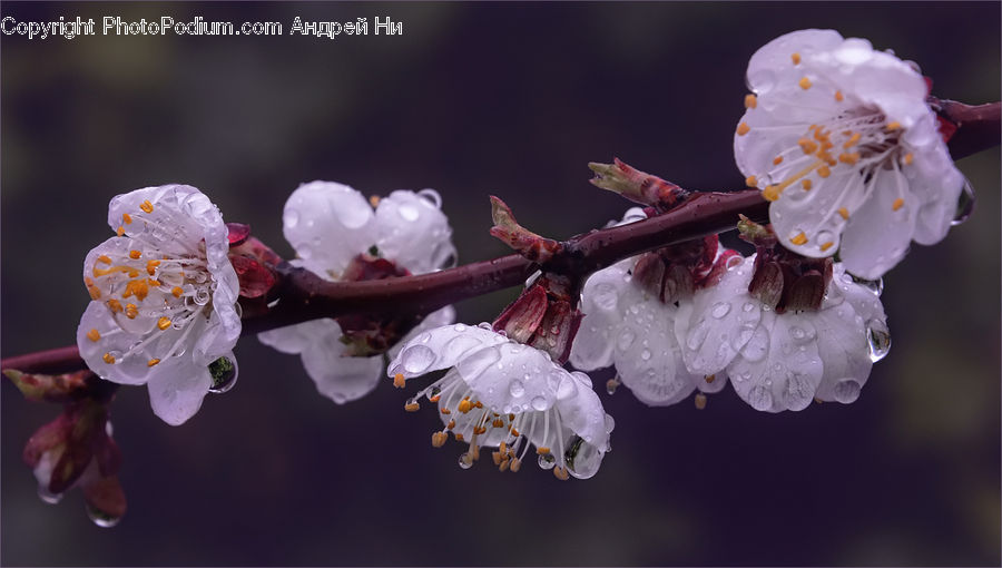 People, Person, Human, Blossom, Flora, Flower, Plant