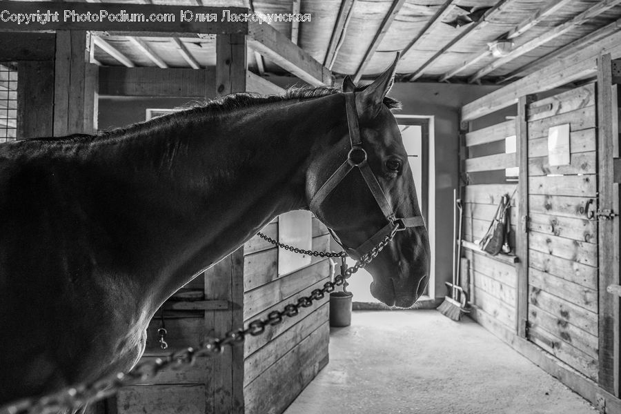 Animal, Horse, Mammal, Stallion