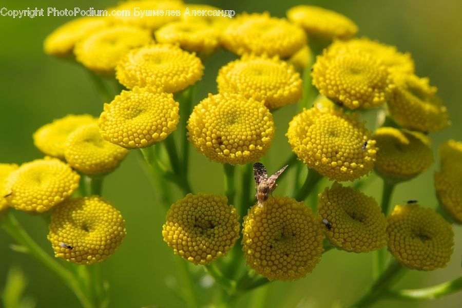 Blossom, Flora, Flower, Plant, Asteraceae, Pollen, Mimosa