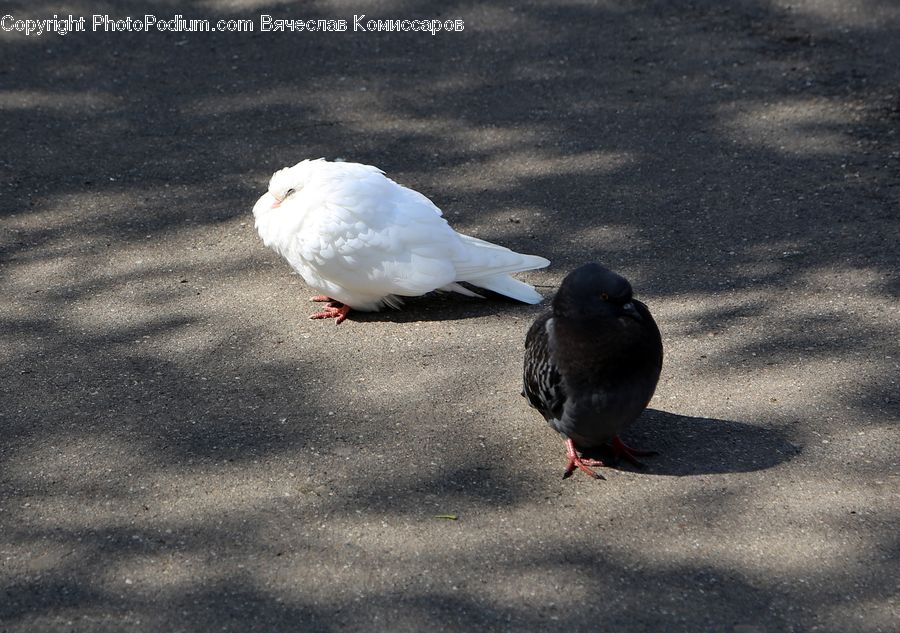 Bird, Dove, Pigeon