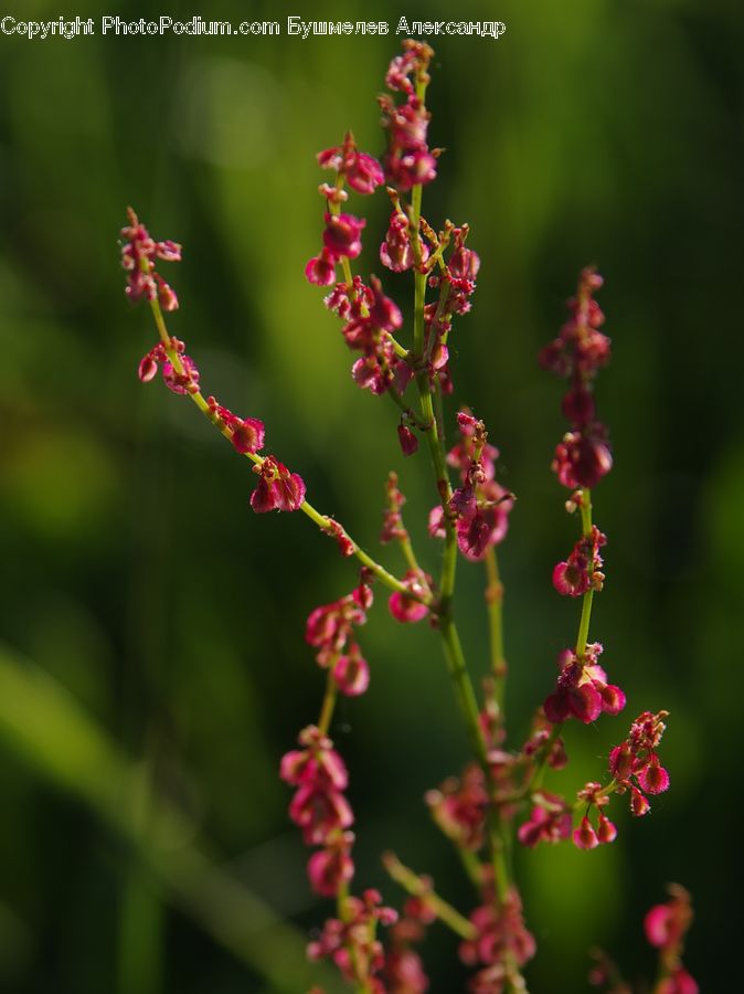 Plant, Weed, Blossom, Flora, Flower, Geranium, Bush