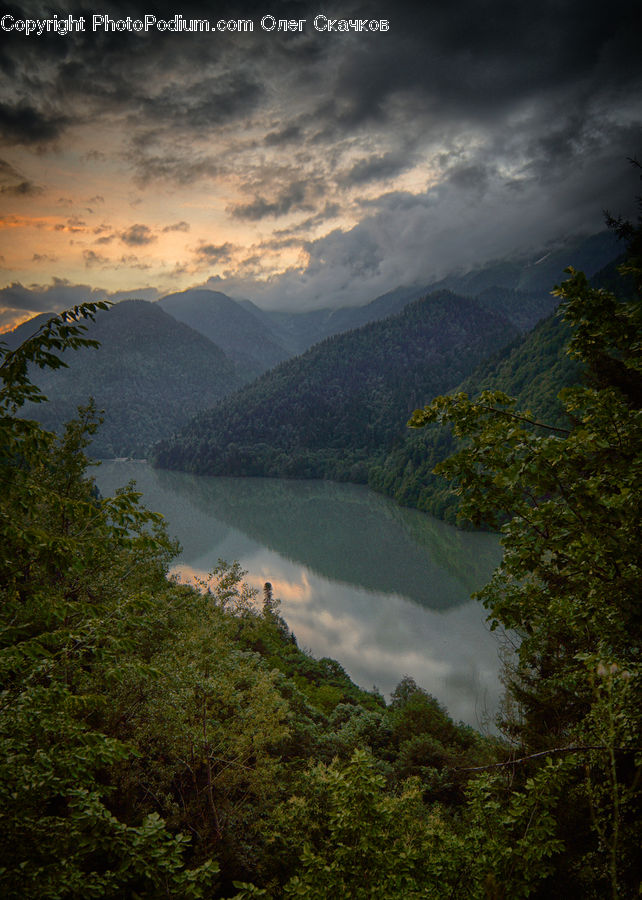 Forest, Jungle, Rainforest, Vegetation, Alps, Crest, Mountain